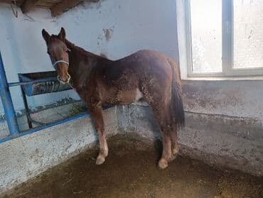 купить собаку шпица недорого: Продаю | Жеребенок | Рабочий — 4