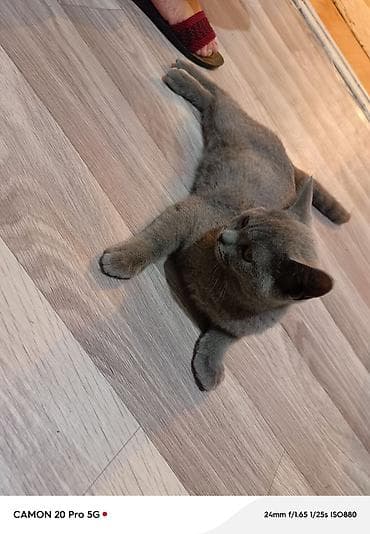 scottish fold: Котёнок, окраса серый/дымчатый (двухцветный), короткошёрстный. Плотная — 6