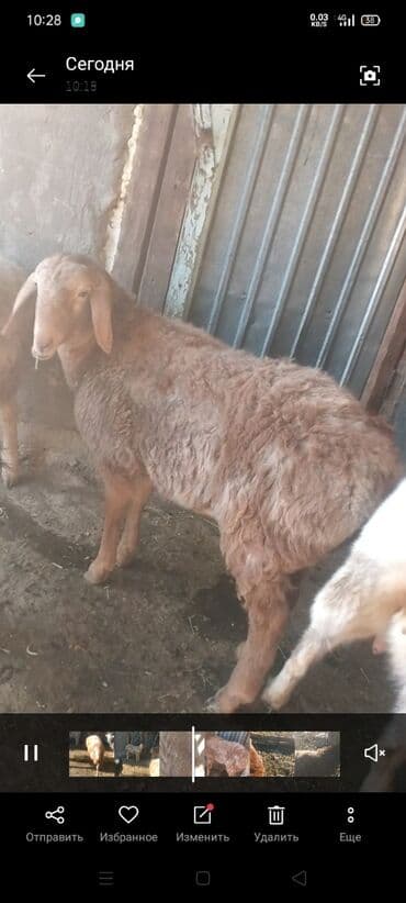 Собаки: Продаю | Баран (самец) | Для разведения — 2