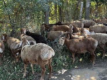 купить собаку лайку: Продаю | Ягненок, Баран (самец) | Для разведения — 2