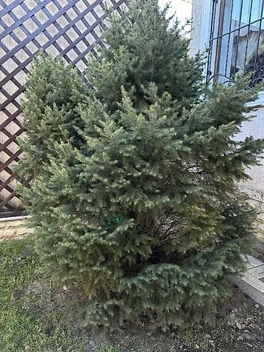 дерев: Ель (хвойное дерево) для ландшафта - Порода: ель/сосновая ель — 2