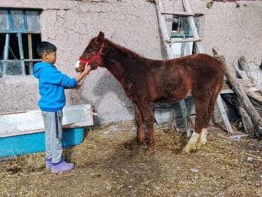 продажа щенков немецкой овчарки с документами в бишкеке: Сатам | Тай | Жумушка — 2