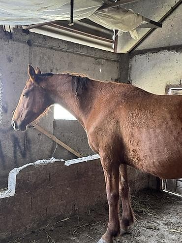 коны: Продаю | Кобыла (самка) | Для разведения — 3