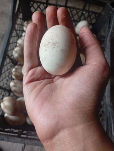 домашний яйцо: Утиные яйца - Крупные, овальной формы, светлой скорлупы. - Домашние — 1