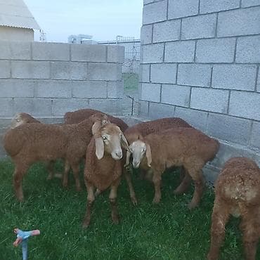 товары для собак: Продаю | Ягненок | Для разведения | Племенные — 3