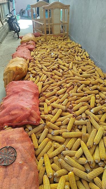 скупка кукуруз: Кукуруза в початках, сушёная - Натуральная кормовая кукуруза в — 1