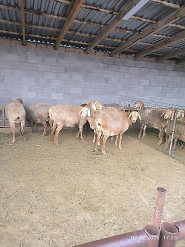 продажа курей: Продаю | Овца (самка) | Арашан | Для разведения | Матка — 4