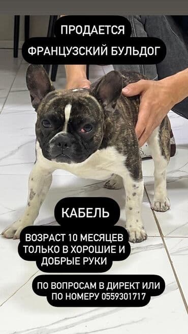 сколько стоит щенок сиба ину: Бульдог, 1 жаш, Эркек, Эмделген — 1