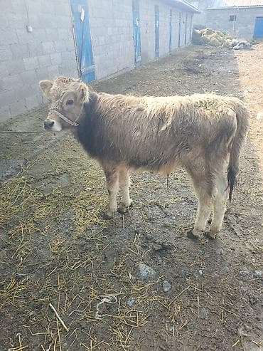 бир: Сатам | Бука (эркек) | Бордоп семиртүү үчүн | Байланган — 2