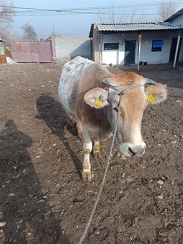 коровы беловодское: Продаю | Корова (самка) | Для молока | Привязанные — 3
