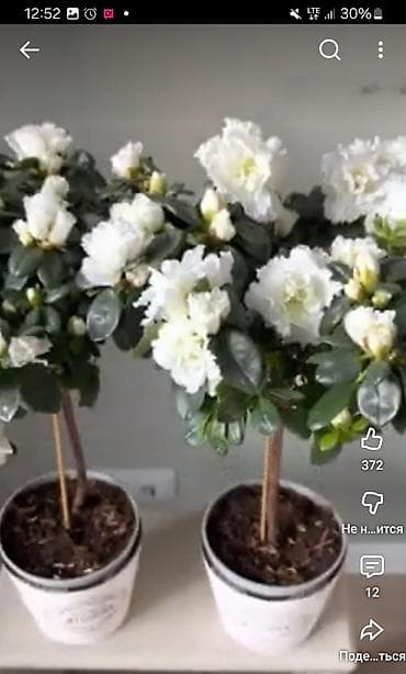 Гортензиялар: Азалия комнатная в горшке (Rhododendron simsii) - Пышноцветущие — 1