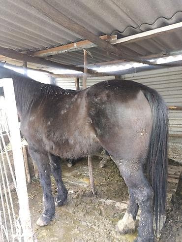 собака питбуль: Другие животные — 4