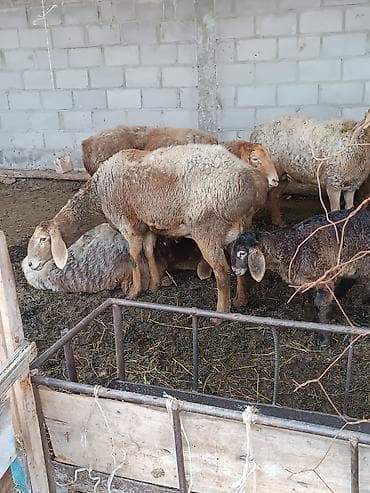 козы кара балта: Продаю | Овца (самка) — 6