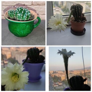 Кактус в зелёном горшочке -120 с ( будет цвести как на фото) at lalafo.kg Кактус в зелёном горшочке -120 с ( будет цвести как на фото)