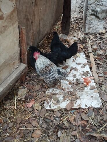 в связи с переездом отдам попугая жако в добрые руки: Продаю | Куры | Кохинхин | Для разведения — 6