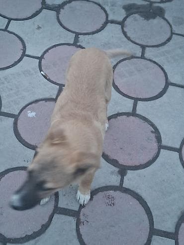 машка собака: Отдам даром собачка Отличный компаньон для семьи, которая ищет — 2