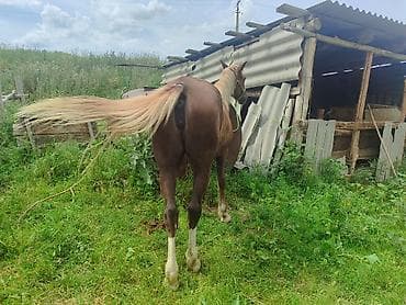 животные баран: Продаю | Кобыла (самка) | Дончак | На забой — 3