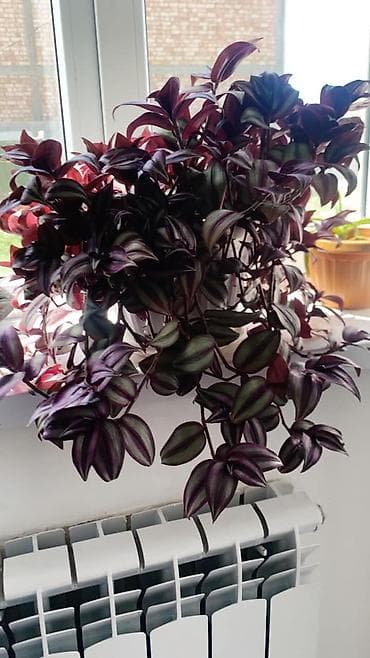 тинике фон ош: Глоксиния (Sinningia speciosa) в горшке. - Крупные бархатистые — 9