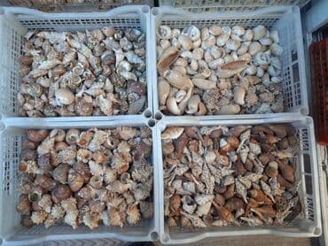 кой кыркыч: Ракушки кораллы кокосы бусы различные изделия из ракушек ракушки — 5