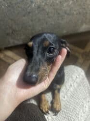 бигль бишкек: Такса мини (гладкошерстная), чёрно-подпалый окрас девочка — 3