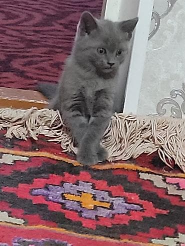 савана кошка: Серый котёнок шотландской породы, с короткой мягкой шерстью и — 1