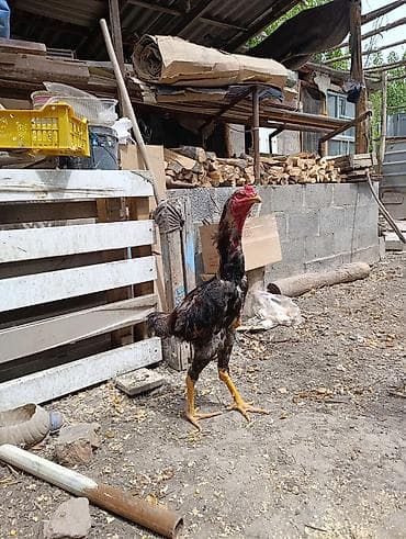 Птицы: На продаже Петух породы дакан хороших кровей — 5