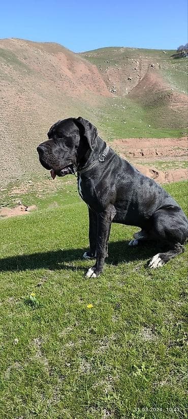 бульдога: 2 айлык, Эркек, Эмделген, Ит тегин тастыктоочу документ — 2