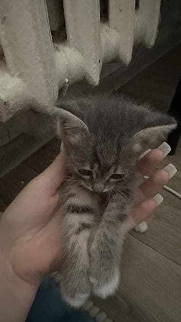 Животные: 1 месяц, Девочка, Приучена к лотку — 3