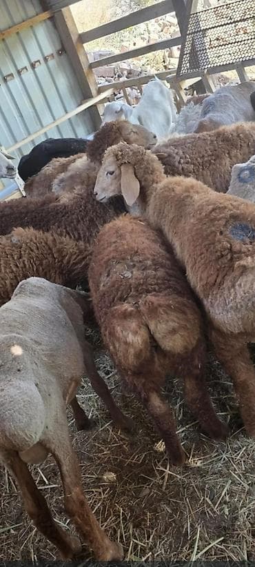 Продаю | Ягненок | Для разведения