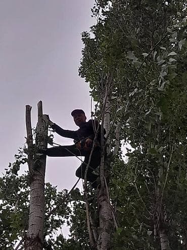 pro m1: Аварийный бактарды кыябыз, бардык турун. Стаж 15 жыл. Спил дерево — 2