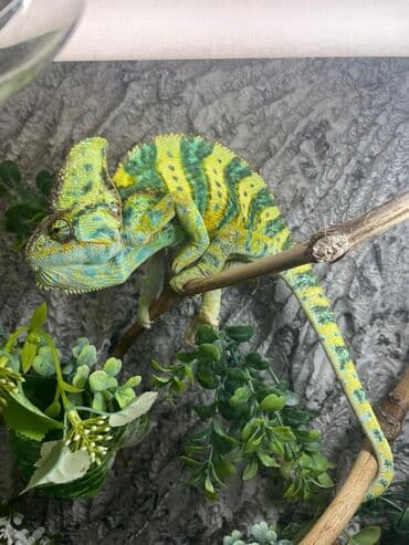 пасечный домик: Новинка !!! Хамелеоны, а также наличии террариумы корма — 5
