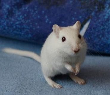 дождевой червь: Продаются песчанки (монгольские) белого окраса - Ручные — 4