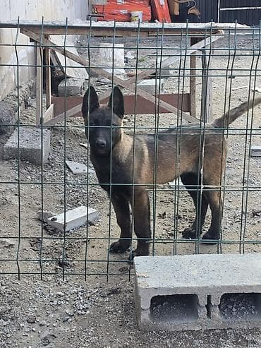 2 месяца, Самец