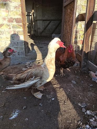 бек абад: Продаю | Куры | Домашняя | Для разведения — 3