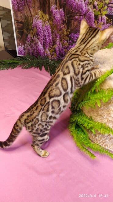 новорожденные котята: Красивейшие Бенгальские котята 3мес девочки и мальчики. Проф питомник — 5