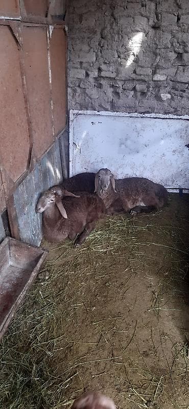 соль для животных: Продаю | Овца (самка), Ягненок — 4