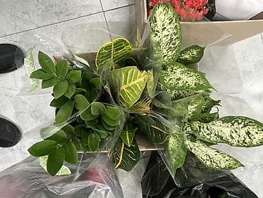 Декор жана интерьер: Набор комнатных растений в горшках (в индивидуальной прозрачной — 1