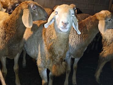 товары для кошек: Продаю | Баран (самец) | Гиссарская, Арашан | На забой — 6