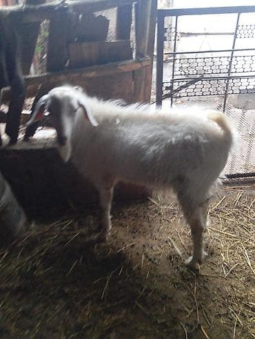 ат аренда: Продаю | Коза (самка) | Зааненская | Для разведения — 7