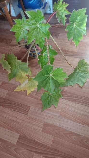 всё для сада: БЕГОНИЯ- ЦВЕТОК комнатный не капризный, полив 1 раз в неделю. Цена — 4