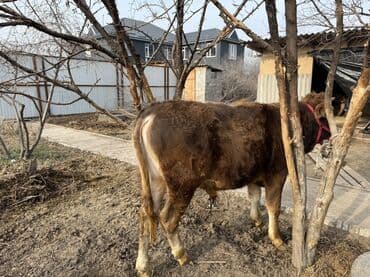 ош жапалак: Сатам | Бука (эркек) | Бордоп семиртүү үчүн | Байланган — 4