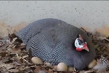 куры несушки: Яйца цесарки по 50 сом — 2