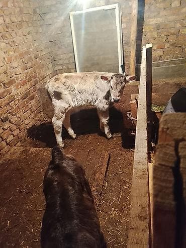 Другие животные: Продаю | Музоо, торпок | На откорм | Привязанные — 1