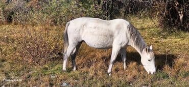 купить измельчитель травы и сена: Продаю | Конь (самец) | На забой — 4