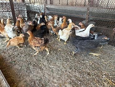 марьям куры: Продаю | Цыплята | Домашняя | Для разведения — 1