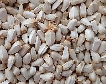 Продаю семена сафлора,чистый,местный,крупный. В мешках по 40 кг