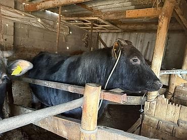 кролик баран: Продаю | Бык (самец) | Полукровка | На откорм | Привязанные — 8