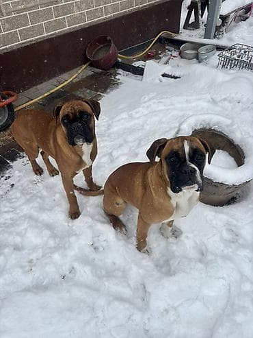Вязка собак: Боксёр, 8 месяцев, Самка, С прививкой — 1