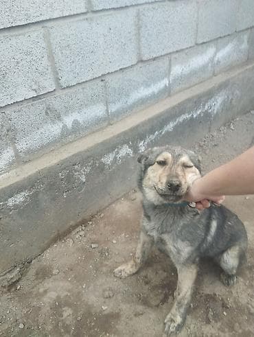 ош собаки: Собака среднего размера, дворняжка/метис. Окрас серо‑черный с — 2