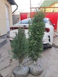 садовые инструменты: Саженцы деревьев: Туи, Бесплатная доставка — 11